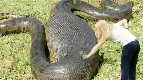 蛇的视频全集在线观看  第3张